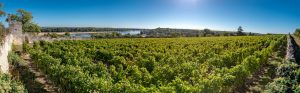 Panorama sur le vignoble du Domaine de la Perruche et sur la Loire