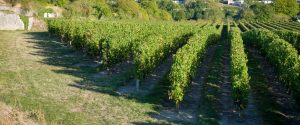 Vue sur une partie du vignoble du Domaine de la Perruche