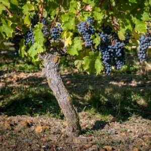 Domaine de la Perruche - Détail d'un pied de vigne