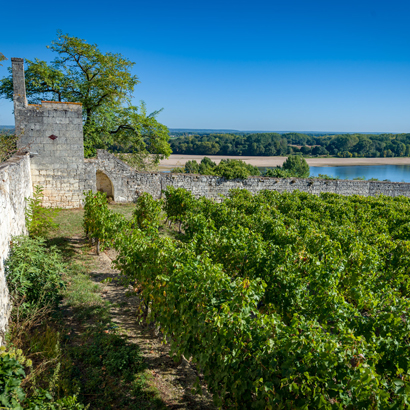 Domaine de la Perruche - Les vignes sur les bords de la Loire Domaine de la Perruche - Les vignes sur les bords de la Loire