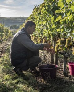 Domaine de la Perruche Vignes