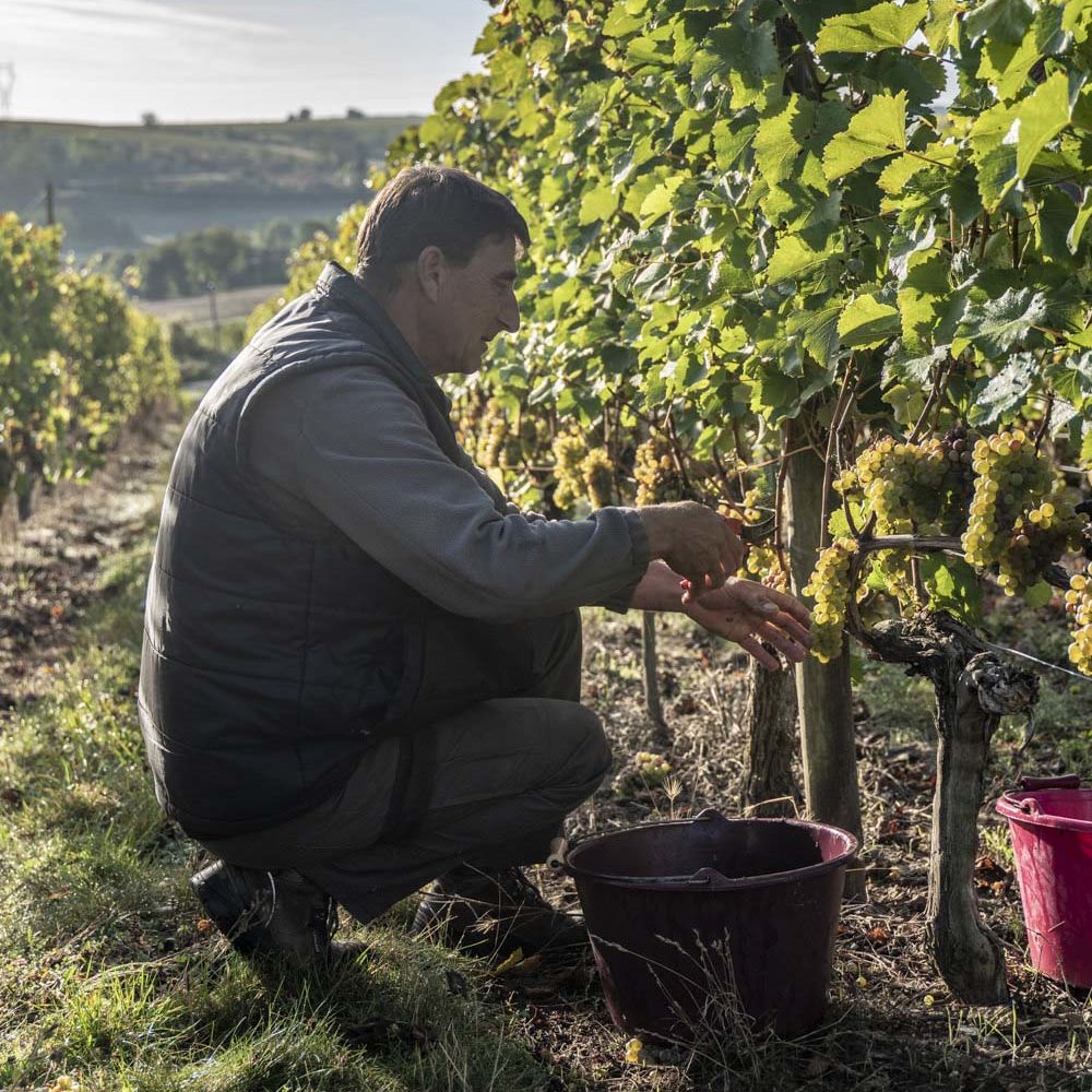 cropped-Vendanges-blanc-2.jpg