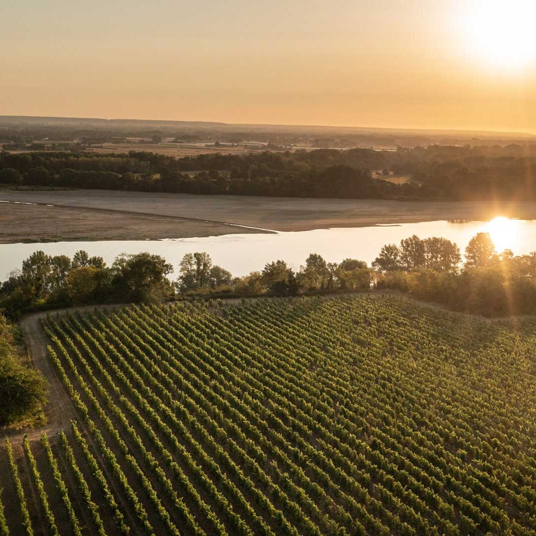 Vignes Domaine de la Perruche